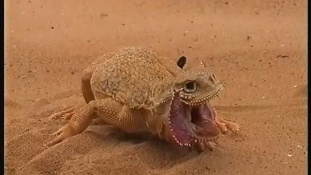 Наша Земля. Природа Нижнего Поволжья. смотреть онлайн