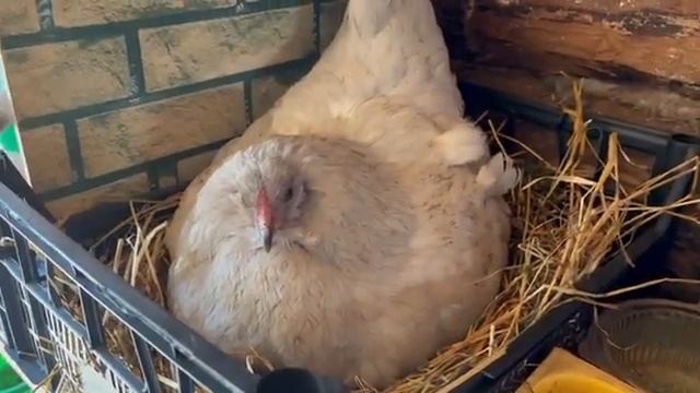 Характер кур Амераукана смотреть онлайн