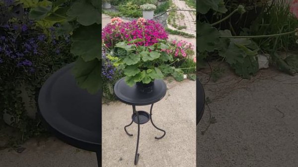 ЮВ Феникс сортовая пеларгония. скоро будет пышное цветение. Множество соцветий. Пышный кустик.