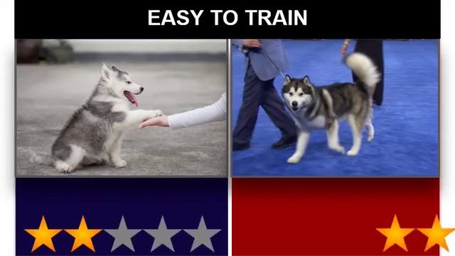 Siberian Husky VS Alaskan Malamute-Comparison смотреть онлайн