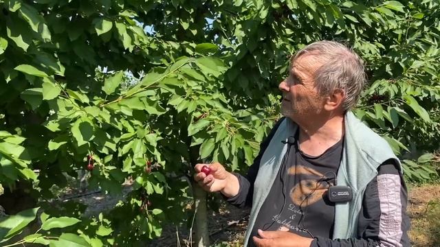 Обзор сортов черешни: выбери лучший для своего сада! смотреть онлайн