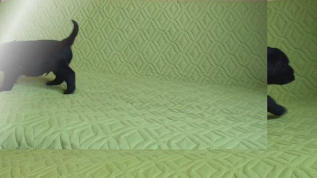 Sale!!! Резерв, продажа щенков РЧТ смотреть онлайн