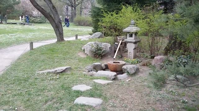 Сакура в Ботаническом саду | Sakura, Moscow смотреть онлайн