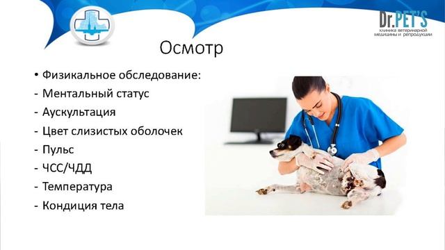 А он не умрет? Разговор с владельцем об анестезии и рисках смотреть онлайн