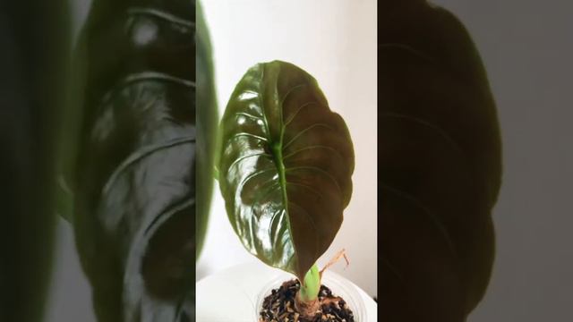 新葉！ 銅鏡觀音蓮Alocasia Cuprea смотреть онлайн