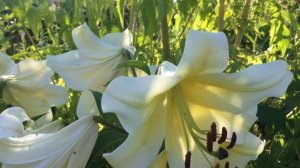 Лилия Big Brother(Lily Big Brother)