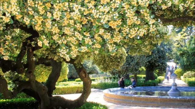 Pittosporum Tobira, Jardim Botânico D'Ajuda, Lisboa