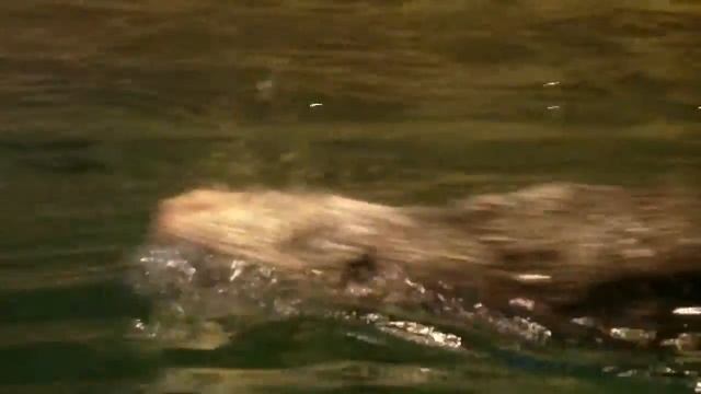 Nutria Marina, Enhydra Lutris