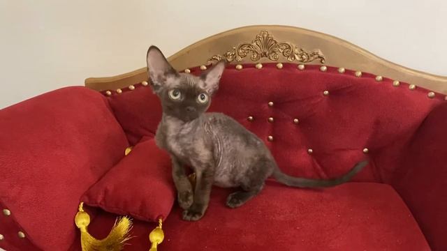 Девон рекс шоколадный котик смотреть онлайн