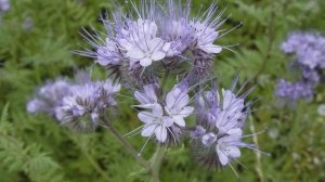 Фацелия как сидерат — описание, когда сеять и перекапывать