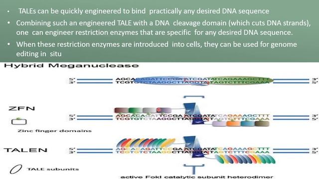 Transcription activator-like effector nucleases (TALENs) смотреть онлайн