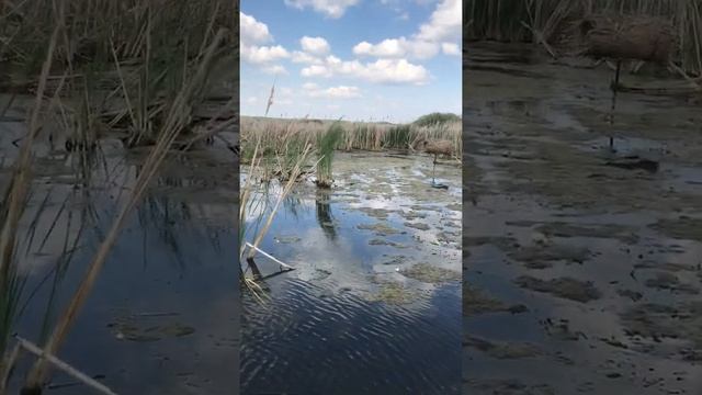 Кряква (кряковая утка)заселилась в гнездо №2 29.05.2020 смотреть онлайн