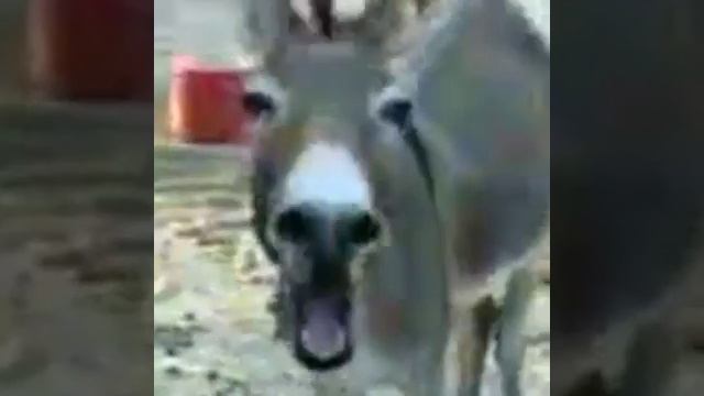 когда осел не хочет идти #When the donkey does not want to go смотреть онлайн
