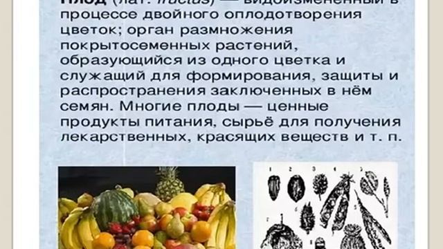 Строение и развитие зародыша, семени и плода смотреть онлайн