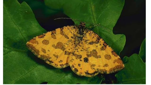 Животные_насекомые_3_бабочки жануарлар смотреть онлайн