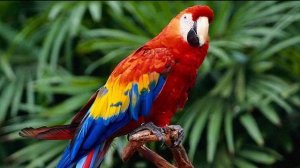 Самые большие попугаи. Топ 5