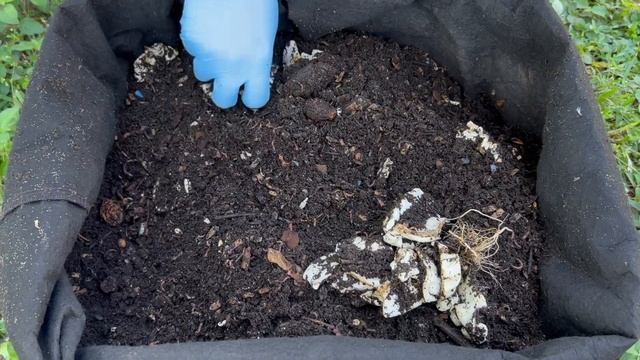 Massive Worm Bin Feeding! + Final Frozen vs Raw Results *Only Try On Older Mature Bins Vermicompost смотреть онлайн