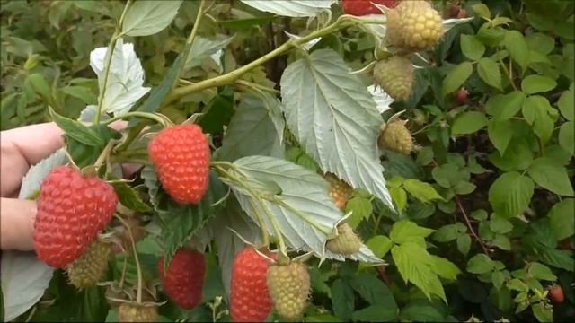 ЭНРОСАДИРА и МАПЕМА - два сорта малины.... один краше другого! смотреть онлайн