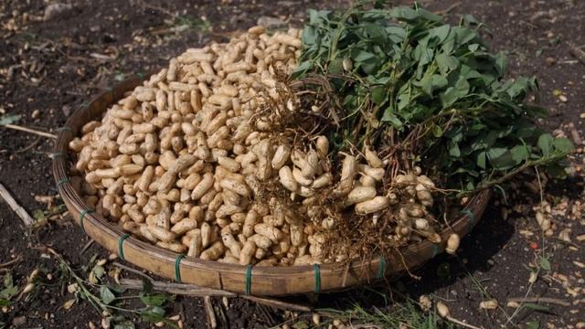 Как успешно выращивать арахис в домашних условиях советы и рекомендации смотреть онлайн