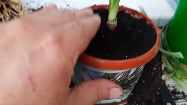 Драцена Драко уход. Из косточки . смотреть онлайн