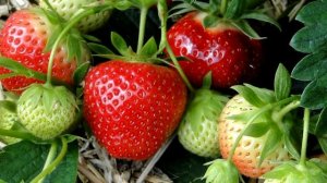 Поливаю клубнику этим, секрет завального урожая, правильная подкормка нашатырным спиртом