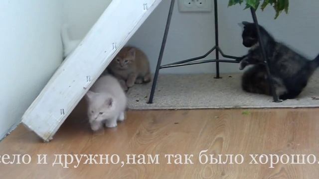 Фокс..рыжий котёнок,который хочет счастья...Киев смотреть онлайн