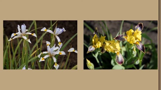 Ставропольский ботанический сад. Коллекция ирисов. смотреть онлайн