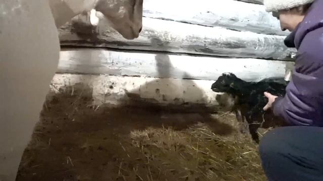 Роды козы. От окота до первого кормления козлят. Окот в реальном времени. смотреть онлайн