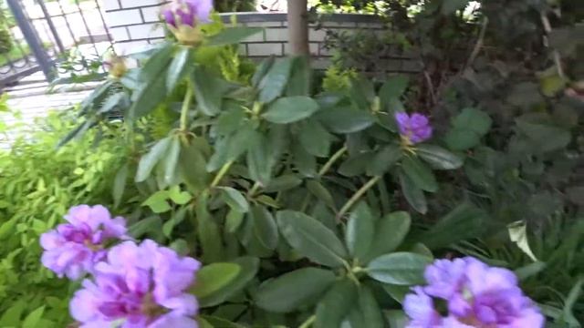 Цветение зимостойкого рододендрона Грандифлориум смотреть онлайн
