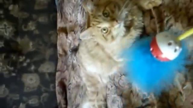 Котик Филя просит игрушку