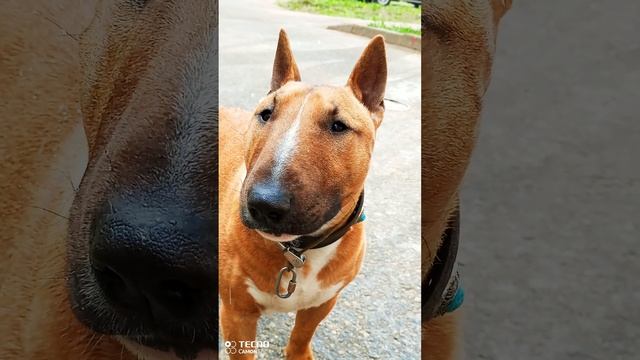 5мая, а у нас опять снег ( #shorts #бультерьер #минибуль смотреть онлайн