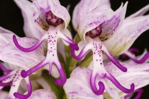 Орхидея Голый человечек РЕЛАКС ТЕРАПИЯ ИМПРОВИЗАЦИЯ композитор Виктор Анохин #музыка #piano #цветы