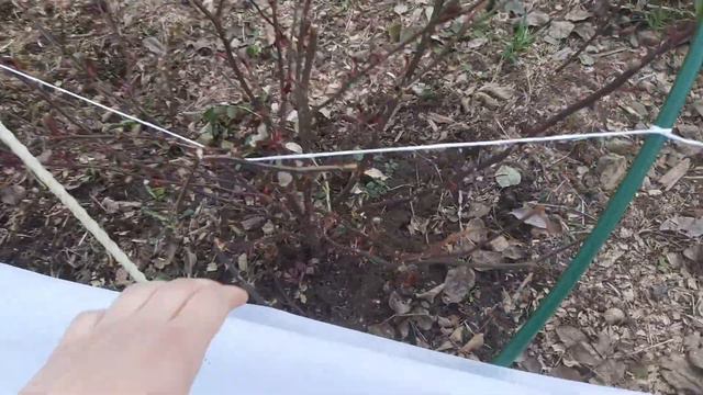 Как перезимовали розы селекции Усыниных. смотреть онлайн