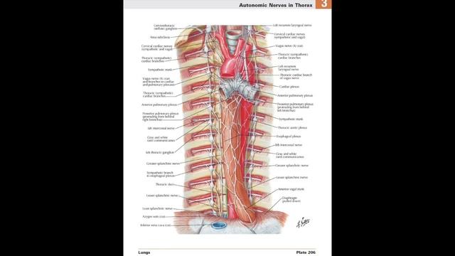 Анатомия и физиология - Лекция 64 - Слюна, пищевод, желудок смотреть онлайн