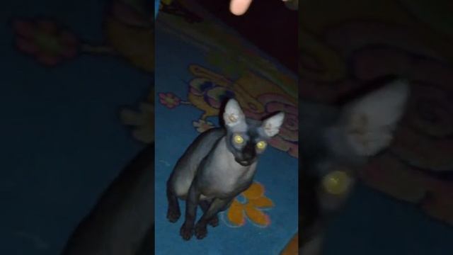Свинкс поднятие огресии, но подконец пошло что то не так. смотреть онлайн
