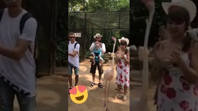 Невероятная птица танцует лезгинку! смотреть онлайн