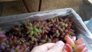 Всем рекомендую сорт винограда Оригинал