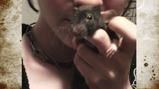 Seth | Meet My Rats #2 (Rainbow Bridge) смотреть онлайн