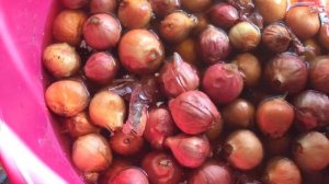 Семейный ЛУК / Подготовка к посадке и посадка