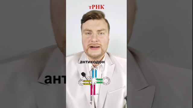 Функции тРНК. ЕГЭ Биология. ЕГЭ 2022. смотреть онлайн