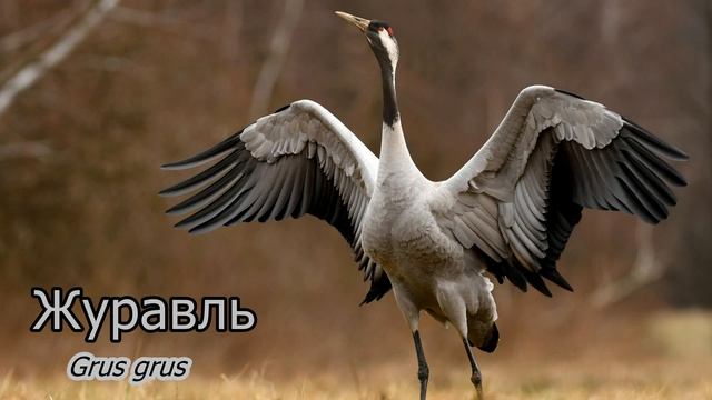 Голоса и звуки диких животных Европы 4K Ultra HD смотреть онлайн