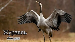 Голоса и звуки диких животных Европы 4K Ultra HD