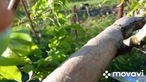 Воздушный отводок яблони