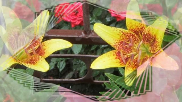 Цветочные зарисовки. 2023. Мои цветы. смотреть онлайн