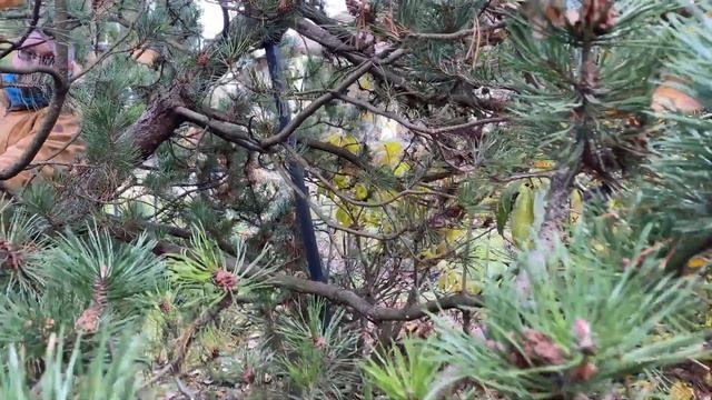 Спасаем азалии от сосны Опоры для стволов и веток от QG смотреть онлайн