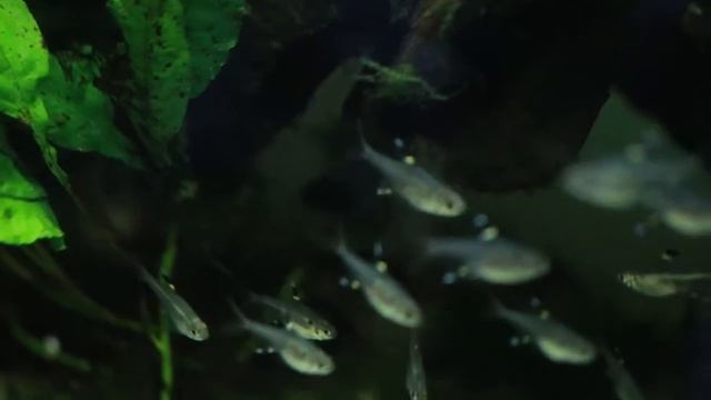 Tetra Pristella-Pristella Maxillaris смотреть онлайн