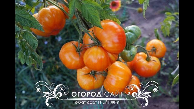 Уникальные ТОМАТЫ/ Необычные сорта и гибриды: Конфетное дерево, Виагра, Безрассадный, Щедрый и др . смотреть онлайн