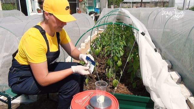 Агротехника сладкого перца в открытом грунте в июне для большого урожая. смотреть онлайн