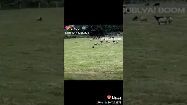Комедия лайки корова девушка😅😂 смотреть онлайн