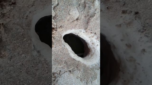 Способ ловли краба.Как словить краба.Ловля краба.Выманитт краба из норы.Весело охотились на краба. смотреть онлайн